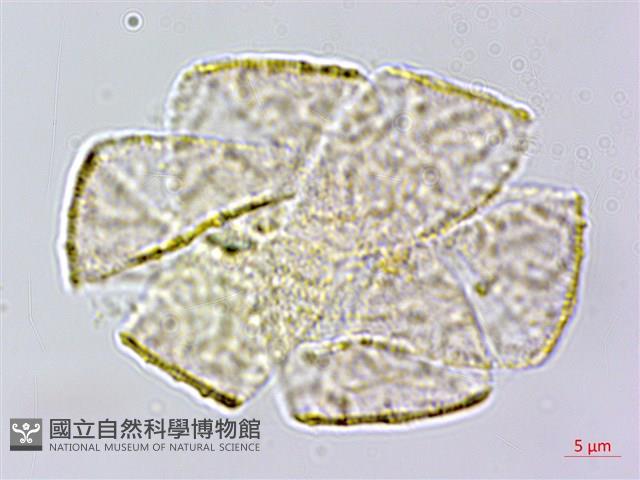 大苞偏穗花、大萼霜桂花藏品圖，第2張