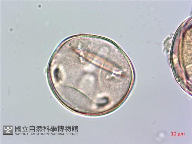 蘭嶼念珠藤藏品圖，第3張