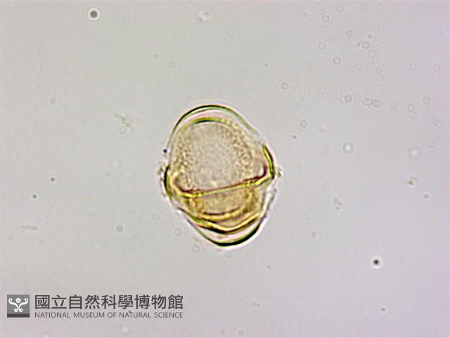 蓮華池桑寄生藏品圖，第2張