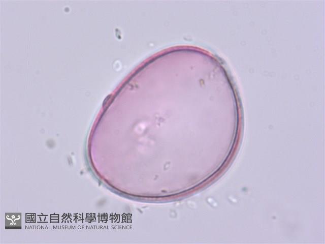 萎蕤藏品圖，第2張