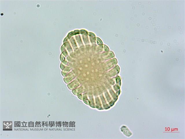 尾葉遠志藏品圖，第2張