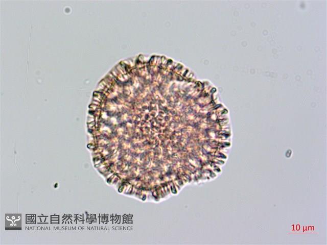 火炭母草、清飯藤藏品圖，第2張