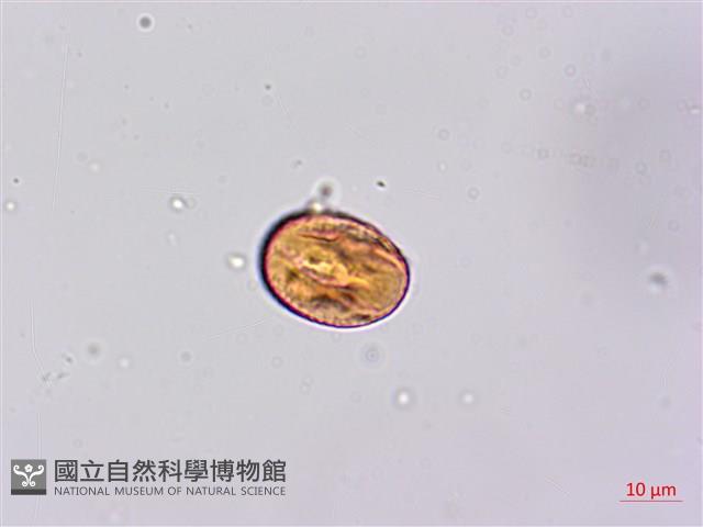 鐵掃帚、千里光藏品圖，第3張