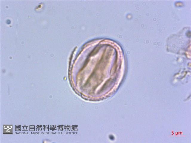 毛萼清風藤藏品圖，第2張