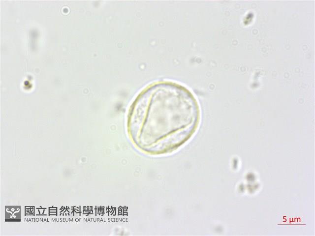 苧麻藏品圖，第2張