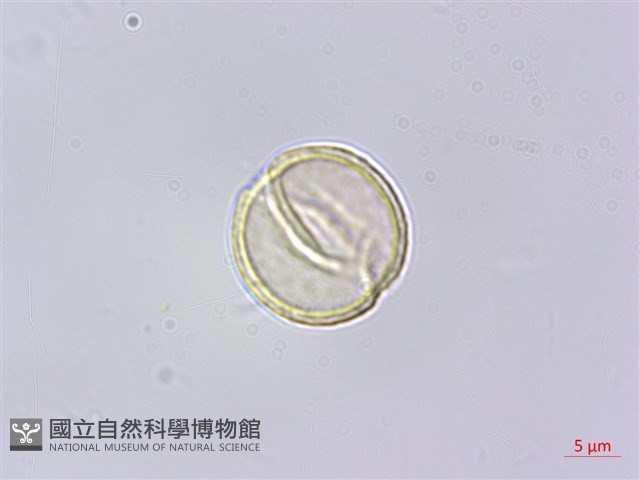 石月、橢圓葉石月藏品圖，第3張