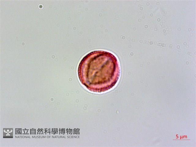 登錄號:S038912藏品圖，第2張