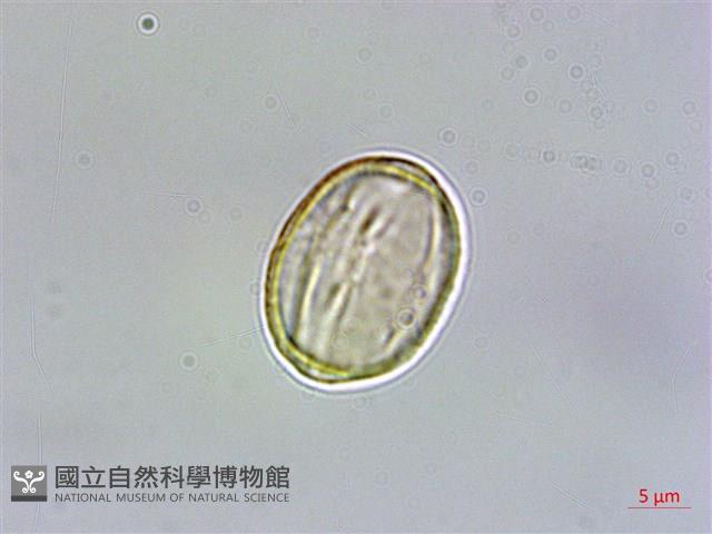 玉山佛甲草藏品圖，第3張