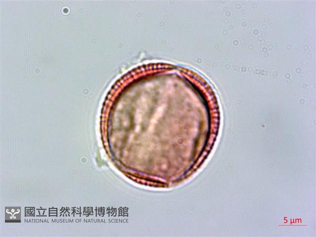 登錄號:S039952藏品圖，第3張