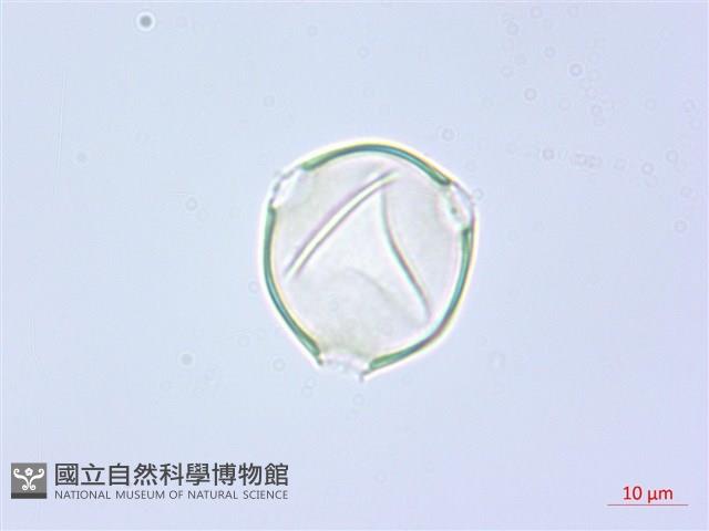 單花錫杖花、臺灣錫杖花藏品圖，第2張
