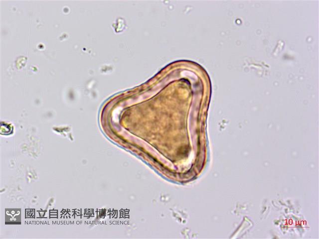 台灣山黑扁豆藏品圖，第2張
