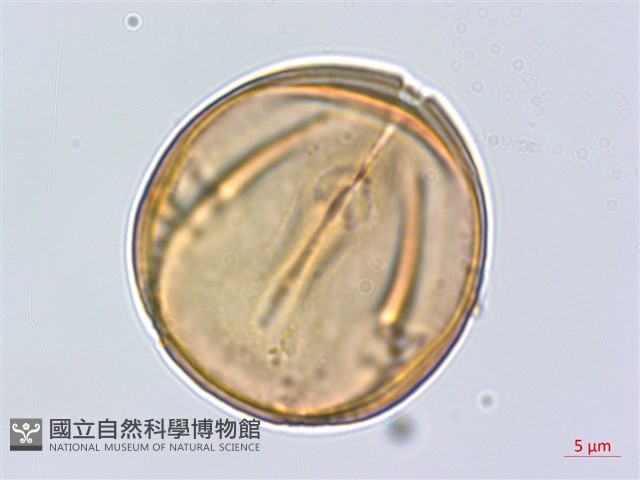 蘭嶼柿藏品圖，第2張