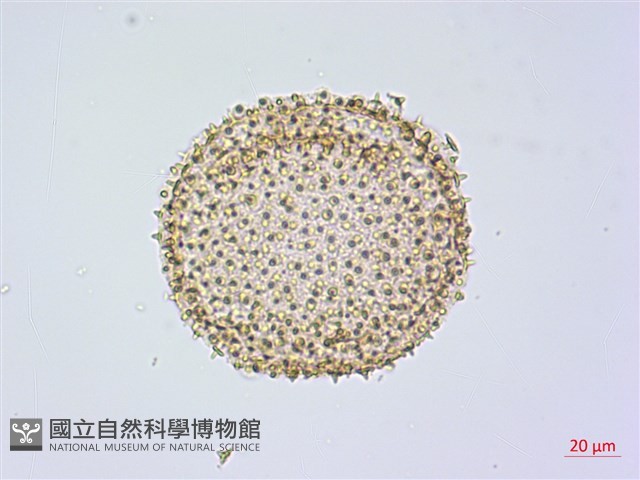 紅花青藤藏品圖，第2張
