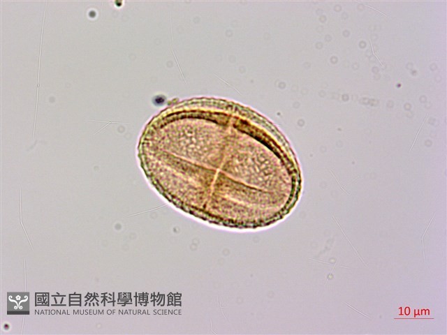 大葉捕魚木藏品圖，第2張