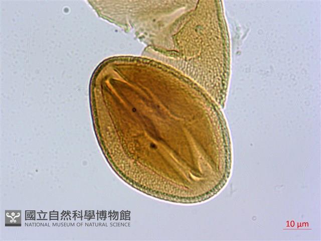 蘭嶼裸實藏品圖，第3張