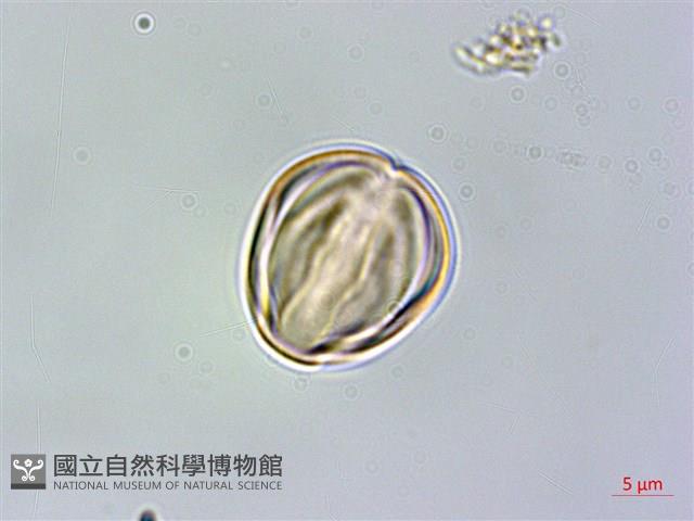 薄葉柃木藏品圖，第2張