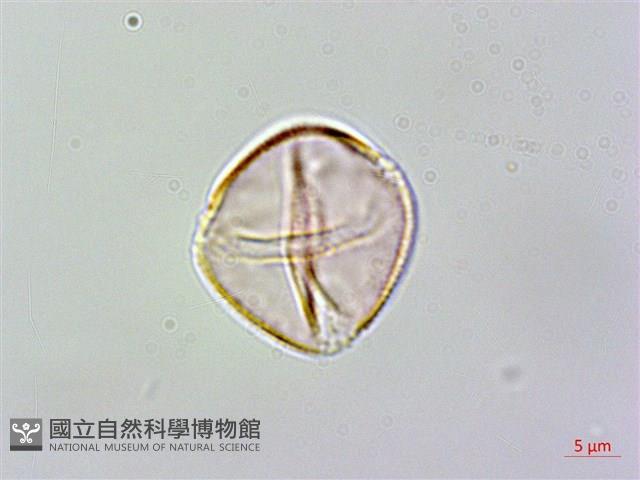 登錄號:S128262藏品圖，第2張