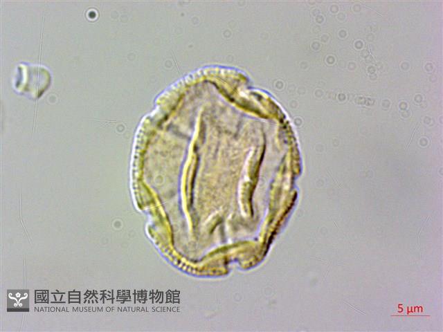 Accession Number:S148262 Collection Image, Figure 2, Total 3 Figures