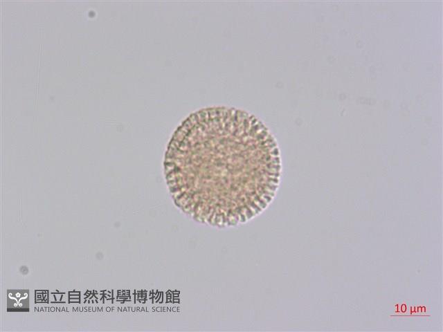 白木香、土沉香藏品圖，第2張