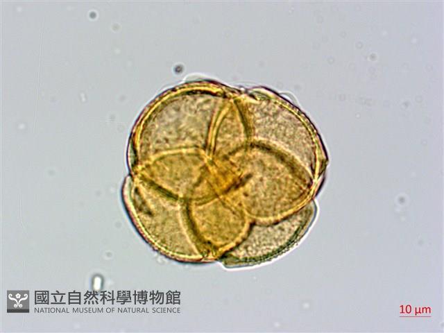 西施花、青紫木藏品圖，第2張