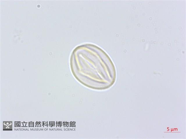 凹葉柃木、濱柃木、翠米茶藏品圖，第2張