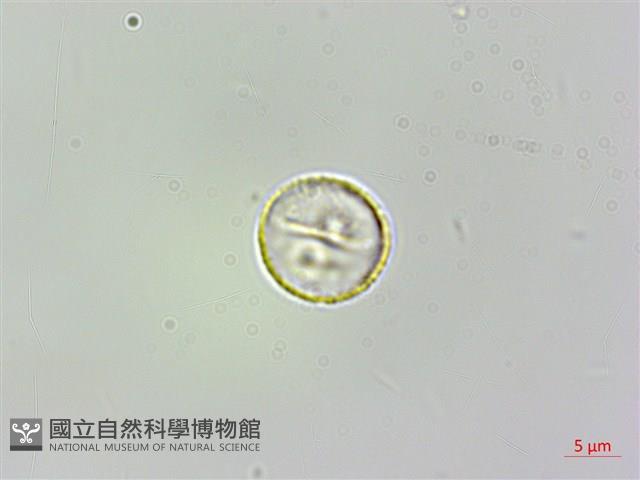 伏毛樓梯草藏品圖，第2張