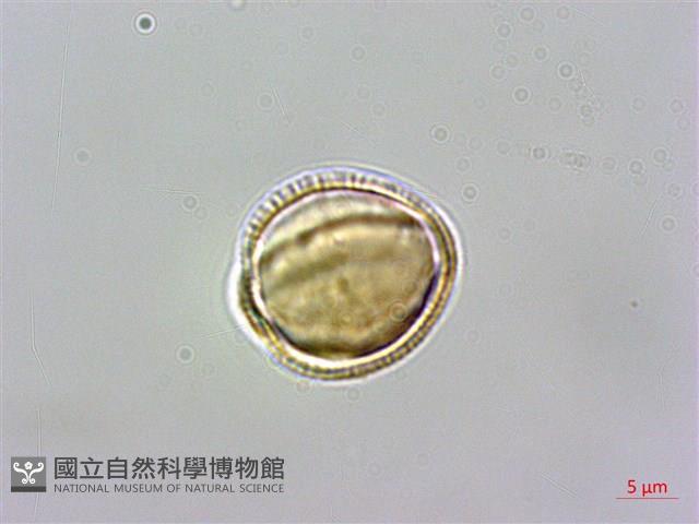 基隆筷子芥藏品圖，第3張