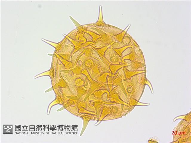 長毛黃葵藏品圖，第2張