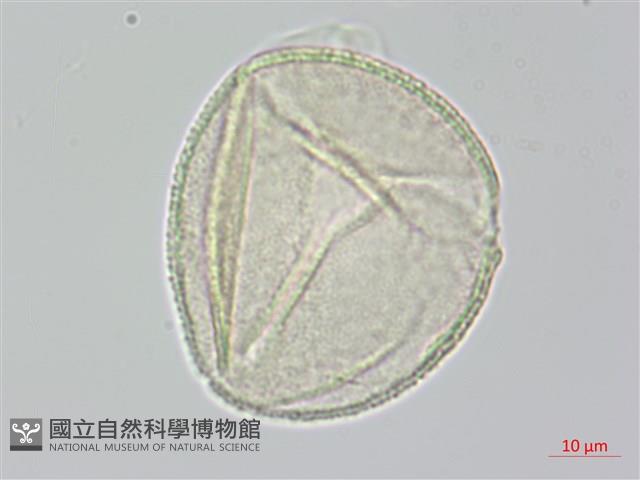 茶梅、山茶藏品圖，第2張