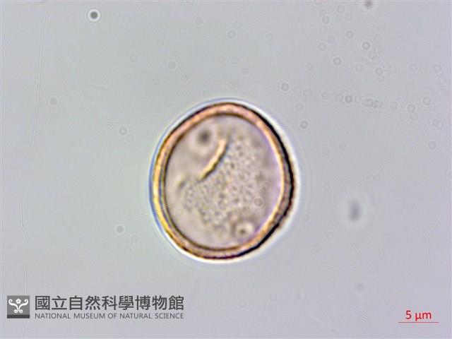 山油麻藏品圖，第2張