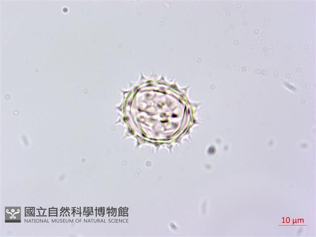 山白蘭藏品圖，第2張