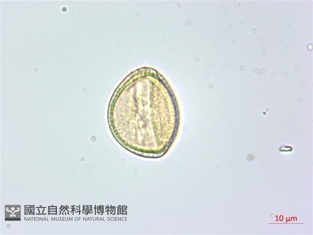 美洲商陸藏品圖，第3張