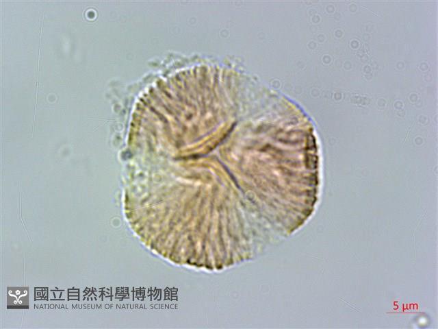 大屯尖葉槭, 川上氏槭藏品圖，第3張