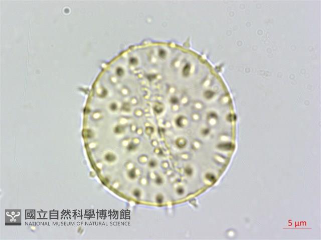 山棕藏品圖，第3張