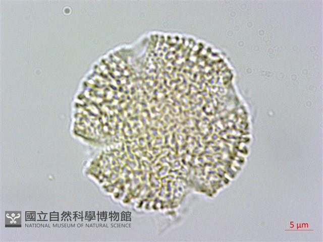 大葉南蛇藤藏品圖，第2張