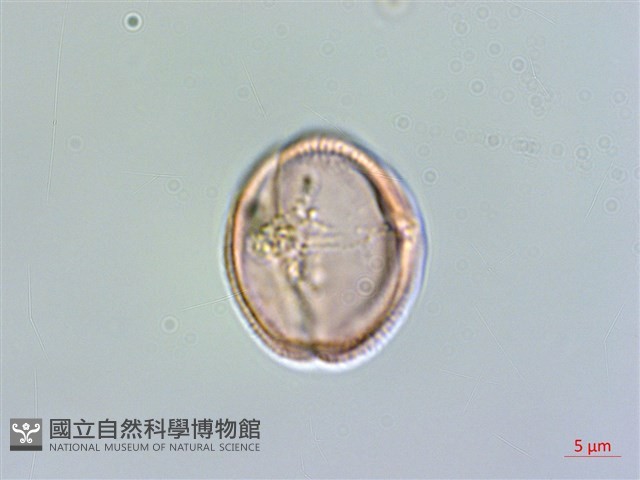 秦椒藏品圖，第2張
