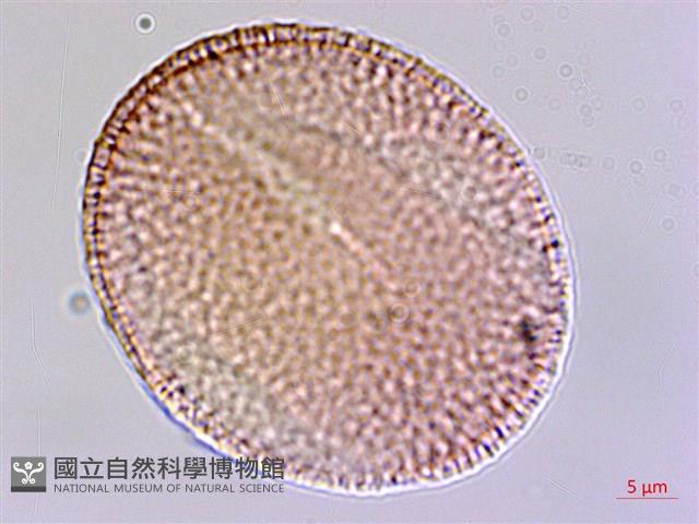 黃麻藏品圖，第2張