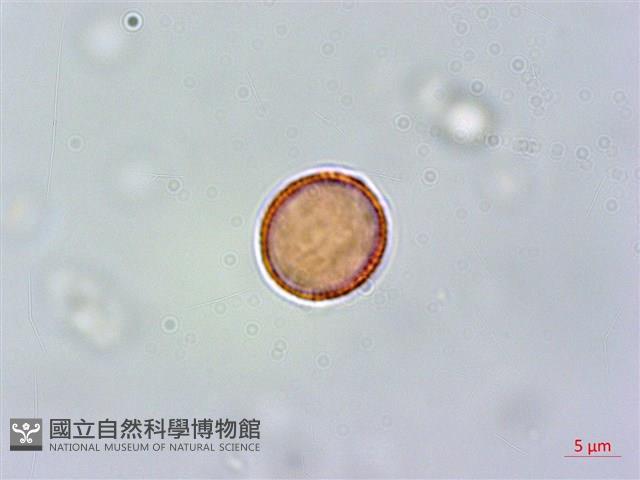 紅頭李欖, 蘭嶼李欖藏品圖，第3張