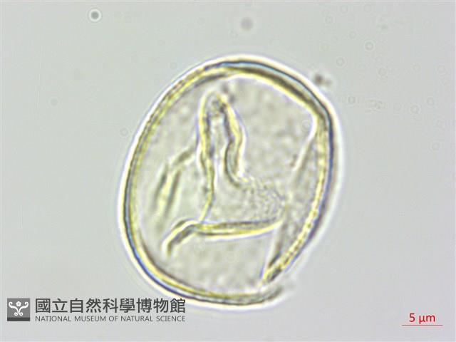 黑木藍藏品圖，第2張