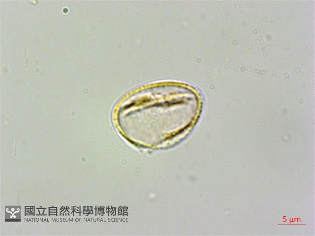 繡球藤藏品圖，第2張