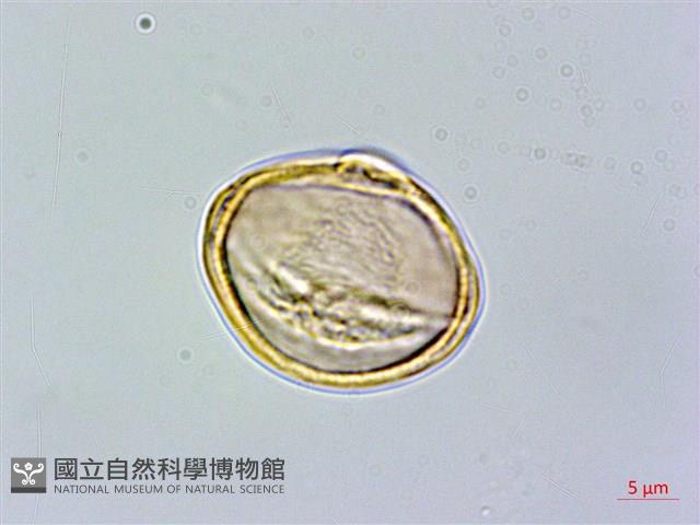 登錄號:S089050藏品圖，第3張