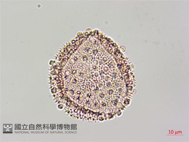 登錄號:S128250藏品圖，第2張