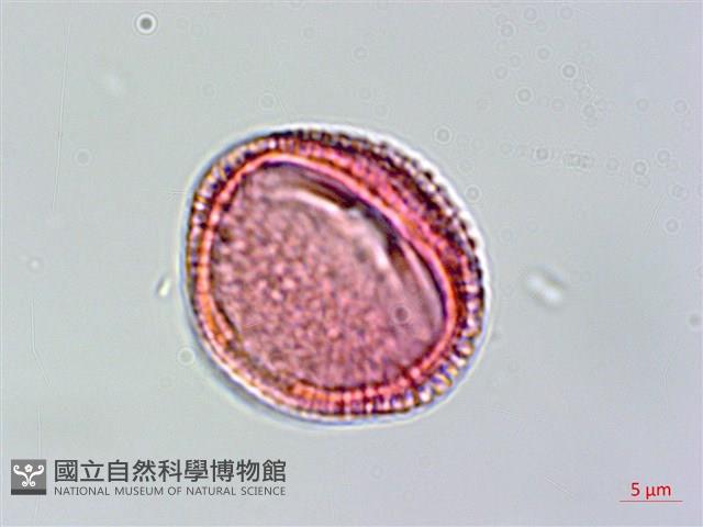 交趾衛矛藏品圖，第2張