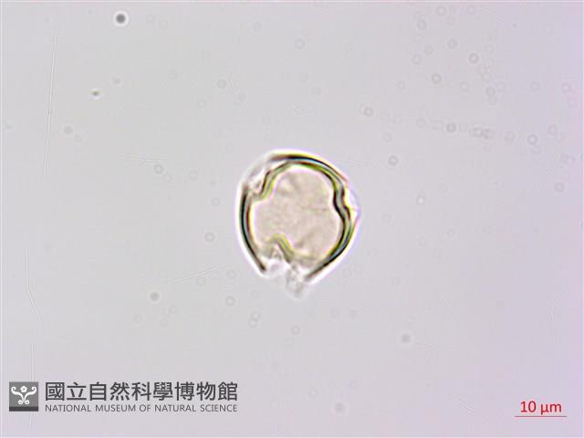 疏花山螞蝗、大葉拿身草藏品圖，第2張
