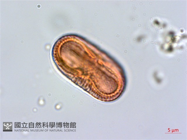 爵床藏品圖，第3張