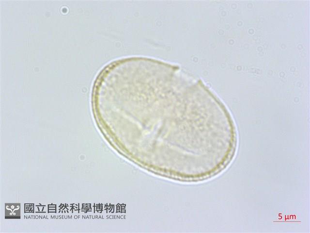 日本前胡藏品圖，第2張