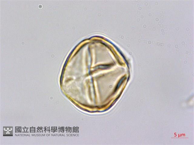 金絲桃、金線海棠藏品圖，第2張