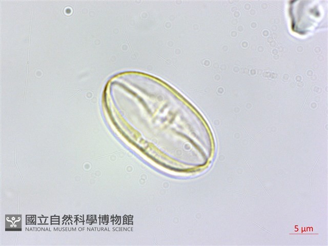 南台灣秋海棠藏品圖，第3張