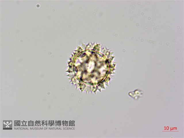 登錄號:S148290藏品圖，第2張