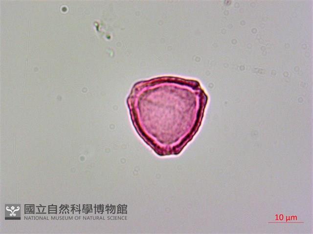 呂宋毛蕊木藏品圖，第3張